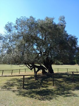 Old Olive Tree Brijuni Island Croatia
