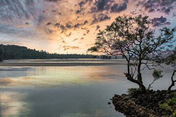 Lonely Tree at the sea shore during sunset. Sunset sea beach, sunrise tropical island