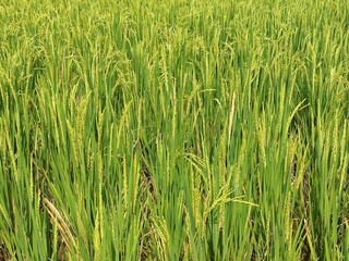 rice field in Java, Indonesia