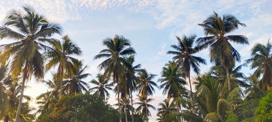 Obraz premium Buton, Southeast Sulawesi, INDONESIA September 2025: towering coconut trees and a clear blue sky in the afternoon
