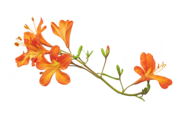 A orange flower branch featuring delicate blooms and buds. elegantly arranged on a clean white background. perfect for nature-themed designs and floral decoration ideas