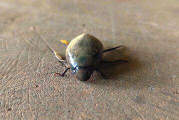 MAKASSAR, South Sulawesi, INDONESIA September 2025: a small black insect lying motionless on the floor during the day
