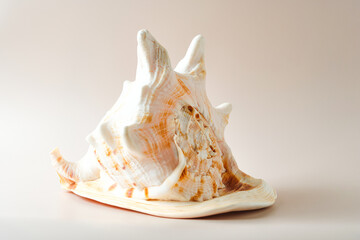Studio shot of a sculptural seashell with natural cream tones. Elegant organic form suitable for decor concepts, branding, coastal style, and nature-inspired design. Aesthetic photo
