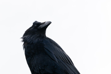 Raven.