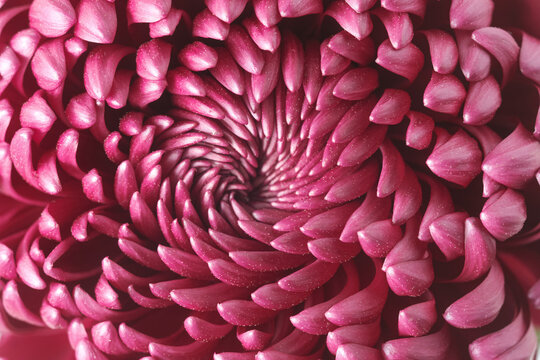 Rich macro close-up of a chrysanthemum with dense layered pink petals. Strong texture, depth, and saturated color for striking botanical visuals. Aesthetic photo