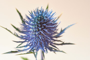 Close-up botanical image of a blue eryngium thistle on a soft neutral background. Spiky floral form with natural cool color tones and delicate lighting. Copy space