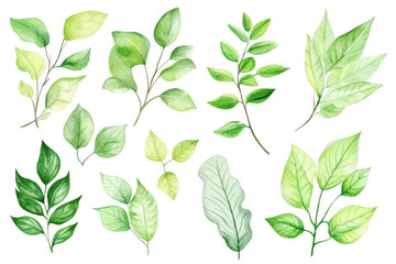A collection of various green leaves illustrated in watercolor style. different shapes and sizes. perfect for nature-themed designs and backgrounds in digital or print media