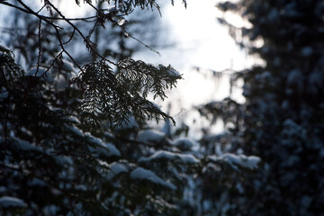 Christmas tree. pine branch in the snow. branches of a snow-covered coniferous tree. close-up. tree in winter forest. natural background. spring time. winter season, cold time. autumn, first frost