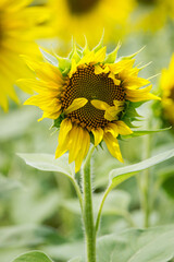 Yellow sunflowers, good harvest, bright sunny flower. farming, vegetable garden, field, growing seeds for oil. health benefits, Sunflower oil. young plant on farmland. spring season, agriculture