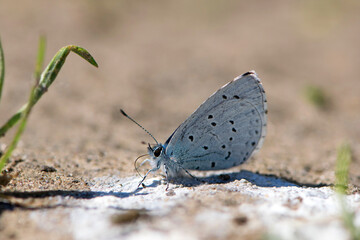 Lycaenidae. A small butterfly gracefully rests on sandy ground on a bright day. Its beautiful wings spread with soft colors, sunlight illuminates its. Macro photo of an insect, the beauty of nature