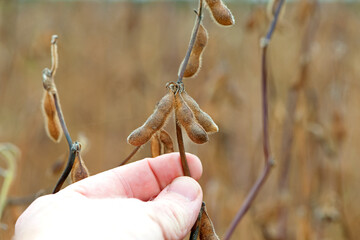Glycine max. soy in hand. elite soybeans in the farmer's hand, holding his fingers. full pods of soybeans. autumn season. harvesting, autumn harvest, close-up, macro photo