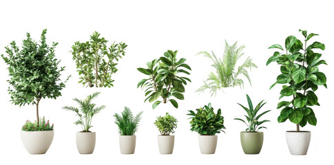 Obraz premium A display of various indoor plants in stylish pots arranged in a row against a clean white background. a modern aesthetic suitable for home decor or office environments