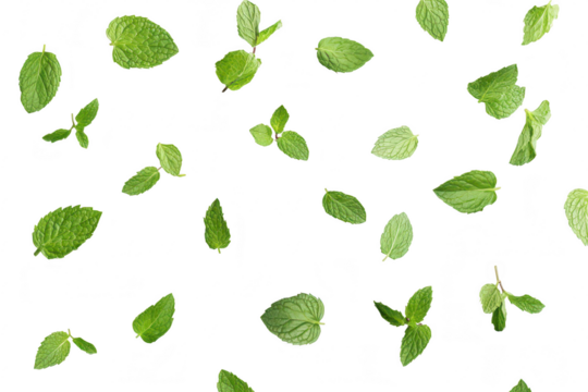 A arrangement of fresh mint leaves scattered against a clean white background. the natural textures and colors. ideal for culinary or health-related projects