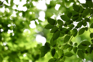 Green leaves on the tree crown, natural background. light through the tree crown. a sunny summer or spring day, in a forest or park. beauty of nature, fresh air. branches with leaves on a tree.