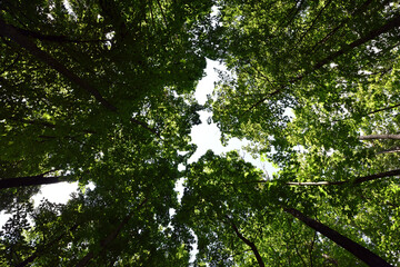 Green leaves on the tree crown, natural background. light through the tree crown. a sunny summer or spring day, in a forest or park. beauty of nature, fresh air. branches with leaves on a tree.