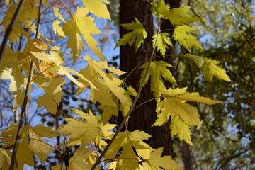 A branch with yellow maple leaves against a background of autumn trees