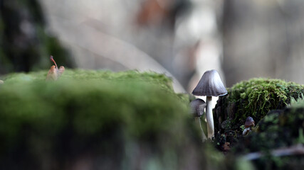 toadstool mushrooms. Old mossy tree stump in the forest and a family of mushrooms on it. The beauty of nature, poisonous mushrooms, macrocosm, close-up. Mushroom season, autumn forest