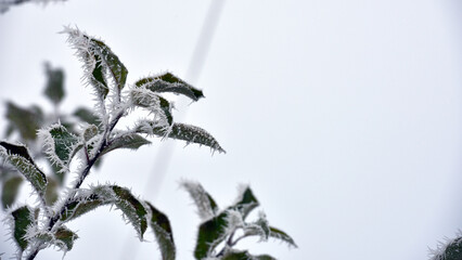 leaf on a branch in frost needles. Morning frost. Rime. Late fall, first frost, on a tree branch. winter background. leaves are covered with white frost. low temperature. beauty of nature. season