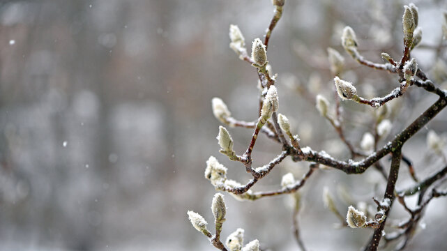 magnolia buds in ice. magnolia branch in early spring, close-up. Magnolia buds after the first snow. isolated on natural blurred background, cold time. macro photo, beauty of nature. frozen magnolia