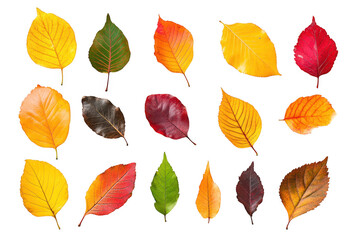 Obraz premium A collection of autumn leaves in various colors including yellow. orange. red. and green. arranged artistically on a white background. ideal for seasonal decoration or nature-themed projects