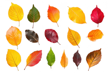 A collection of autumn leaves in various colors including yellow. orange. red. and green. arranged artistically on a white background. ideal for seasonal decoration or nature-themed projects