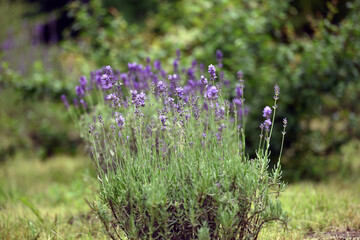 Lavandula. blue lavender flowers. Lavandula angustifolia, bunch of flowers in bloom, purple lilac scented flowering plant on green bokeh background, selective focus. Close up