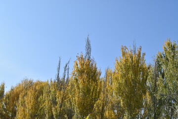The tops of tall trees with yellow autumn leaves against the blue sky