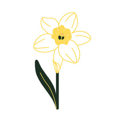 Minimalist yellow daffodil flower illustration. Simple vector illustration of a yellow daffodil flower with green stem and leaves