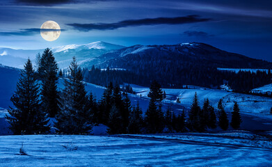 spruce forest on a meadow covered with snow in mountains at night. beautiful landscape in good winter weather in full moon light. background for fake news or conspiracy concepts