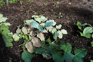Young broccoli plant. Growing broccoli seedling in the vegetable garden or greenhouse. Young broccoli seedling in ground. Garden work. Lifestyle of self-sufficiency. Farming and gardening.