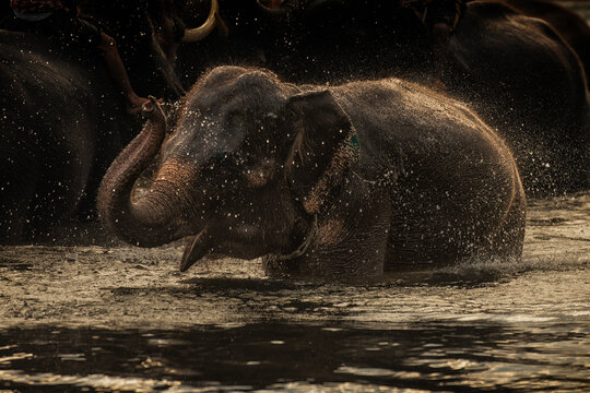 Asian Elephant calf playfully walking or swimming in a river or water source during the 'Golden Hour.' The warm, low-angle light of sunrise in Thailand