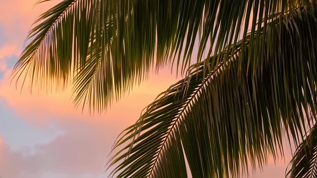 Tropical Palm Tree Leaves Silhouette Against Golden Sunset Sky