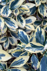 Variegated leaves create a beautiful natural pattern in a lush outdoor setting