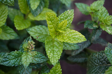 Cultivating mint in garden, at home or in greenhouse. Growing own herbs. Lifestyle of self-sufficiency. Concept of the farming and gardening. Cooking with fresh mint. Cooking at home. Mint tea. 