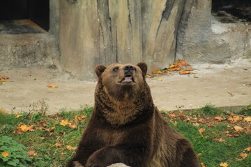 Large brown bear resting near its cave beside a stone, with the bears face prominent in the foreground. 