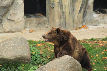 Wild Brown Bear by Rock and Cave Nature and Wildlife Photography