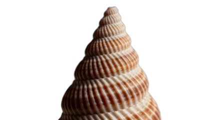 Seashell spiral shape nature ocean beach coast marine life mollusk shell pattern texture beauty closeup on transparent background