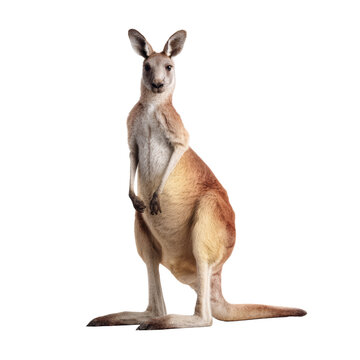 Kangaroo standing on two legs with transparent background