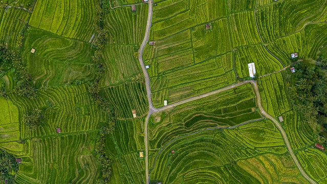 Highly detailed top-down aerial view capturing the abstract, geometric, and textured patterns of the bright green contoured rice paddies and intersecting paths