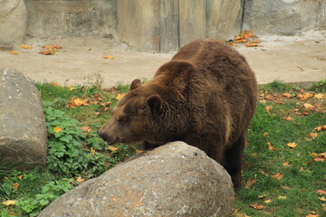 Close Up Brown Bear in Natural Habitat European Wilderness Scene