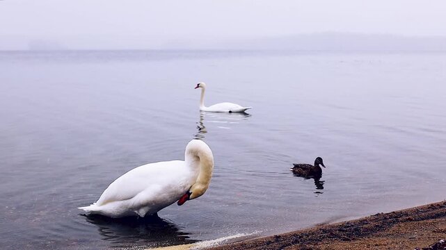 Elegant white swan gracefully preening by the water's edge, with a serene backdrop of misty lake and another swan in the distance, showcasing tranquil nature scene progression