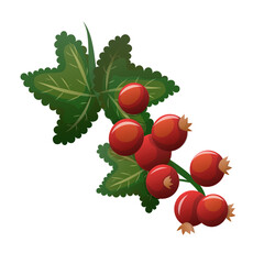Red currant branch illustration with bright berries. Detailed red currant berry cluster with lush green leaves, perfect for food graphics, botanical designs and fresh summer concepts.