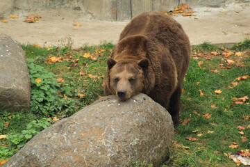 Impressive brown bear captured near its rocky cave, with its face highlighted at the front. 