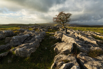 Lone Tree at Sunset.
