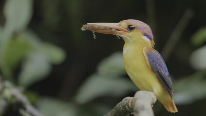 Oriental Dwarf Kingfisher with Prey in Beak bird ceyx erithacus