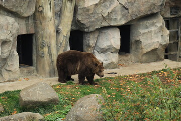 Suitable for educational materials, nature blogs, environmental visuals, and wildlife publications.