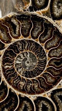 Close-up of an ancient ammonite fossil showing intricate spiral shell patterns and chambered whorls.