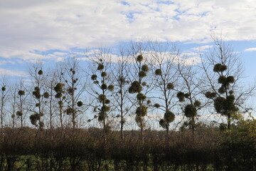 Row of bare trees with mistletoe clusters under a blue sky with white fluffy clouds