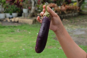 hand holding a eggplant