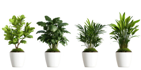 Obraz premium A collection of four indoor plants in white pots. lush green foliage. arranged neatly against a transparent background. ideal for home decor or gardening inspiration